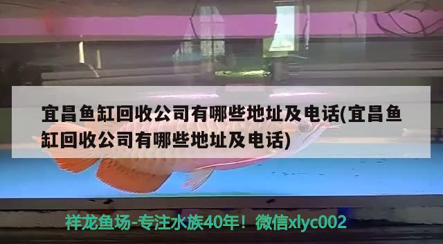 宜昌魚缸回收公司有哪些地址及電話(宜昌魚缸回收公司有哪些地址及電話) 斑馬狗頭魚