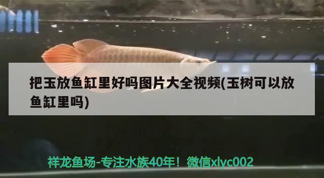 把玉放魚(yú)缸里好嗎圖片大全視頻(玉樹(shù)可以放魚(yú)缸里嗎) 觀賞魚(yú)魚(yú)苗