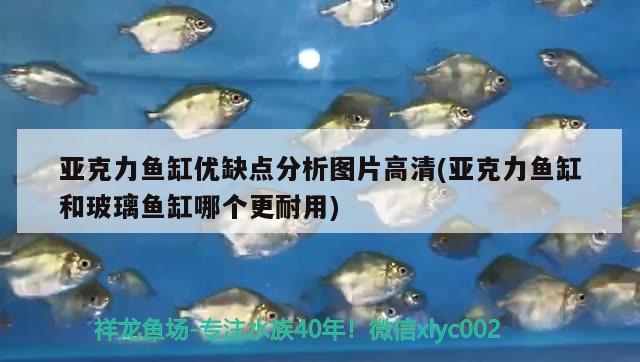 亞克力魚缸優(yōu)缺點分析圖片高清(亞克力魚缸和玻璃魚缸哪個更耐用) 黃金夢幻雷龍魚