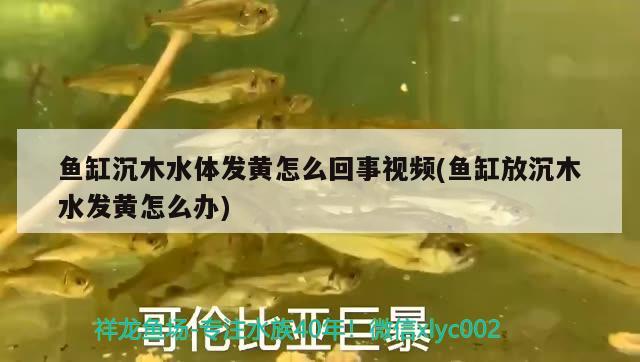 魚缸沉木水體發(fā)黃怎么回事視頻(魚缸放沉木水發(fā)黃怎么辦) 白子銀版魚