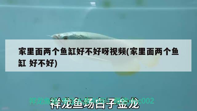 家里面兩個魚缸好不好呀視頻(家里面兩個魚缸好不好) 蝴蝶鯉