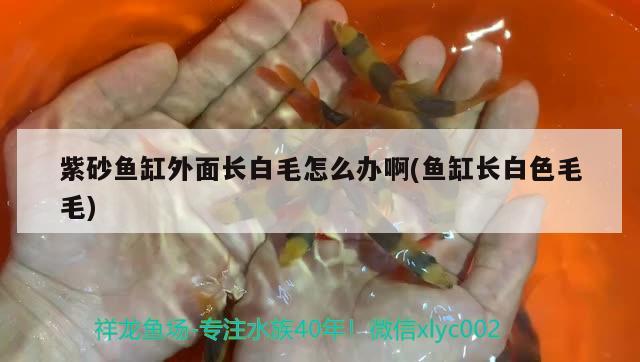 紫砂魚缸外面長(zhǎng)白毛怎么辦啊(魚缸長(zhǎng)白色毛毛) 申古銀版魚