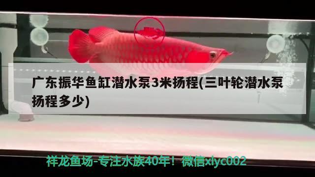 廣東振華魚(yú)缸潛水泵3米揚(yáng)程(三葉輪潛水泵揚(yáng)程多少) 白子銀龍苗（黃化銀龍苗）