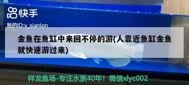 金魚在魚缸中來(lái)回不停的游(人靠近魚缸金魚就快速游過(guò)來(lái)) 白化巴西龜（白巴）