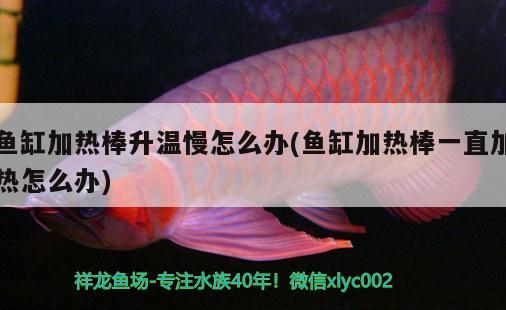 魚(yú)缸加熱棒升溫慢怎么辦(魚(yú)缸加熱棒一直加熱怎么辦) 稀有金龍魚(yú)