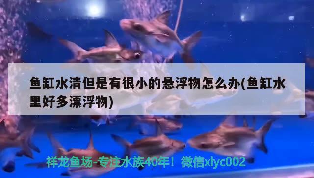 魚缸水清但是有很小的懸浮物怎么辦(魚缸水里好多漂浮物) 海水魚（海水魚批發(fā)）