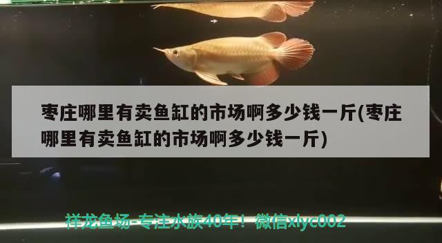 棗莊哪里有賣魚缸的市場啊多少錢一斤(棗莊哪里有賣魚缸的市場啊多少錢一斤)