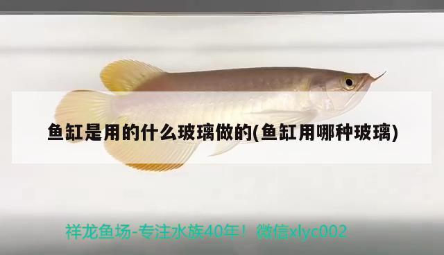 魚(yú)缸是用的什么玻璃做的(魚(yú)缸用哪種玻璃)