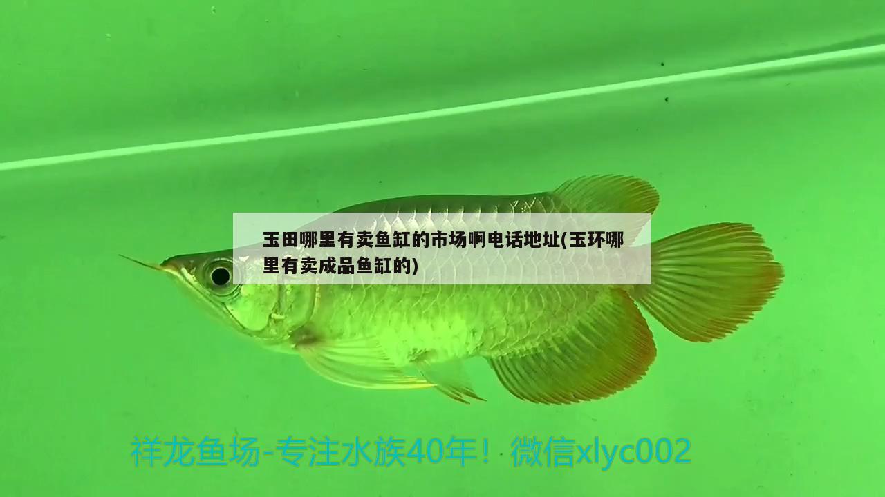 玉田哪里有賣魚缸的市場(chǎng)啊電話地址(玉環(huán)哪里有賣成品魚缸的) 照明器材