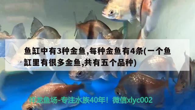 魚(yú)缸中有3種金魚(yú),每種金魚(yú)有4條(一個(gè)魚(yú)缸里有很多金魚(yú),共有五個(gè)品種) 帝王血鉆