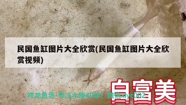 民國魚缸圖片大全欣賞(民國魚缸圖片大全欣賞視頻) 綠皮辣椒小紅龍