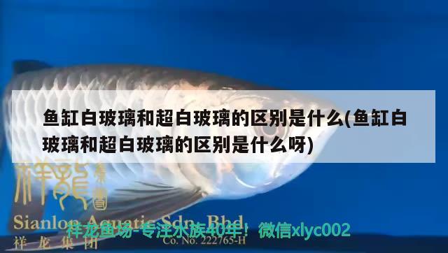 魚缸白玻璃和超白玻璃的區(qū)別是什么(魚缸白玻璃和超白玻璃的區(qū)別是什么呀)