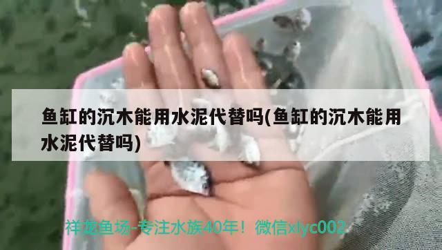 魚缸的沉木能用水泥代替嗎(魚缸的沉木能用水泥代替嗎)