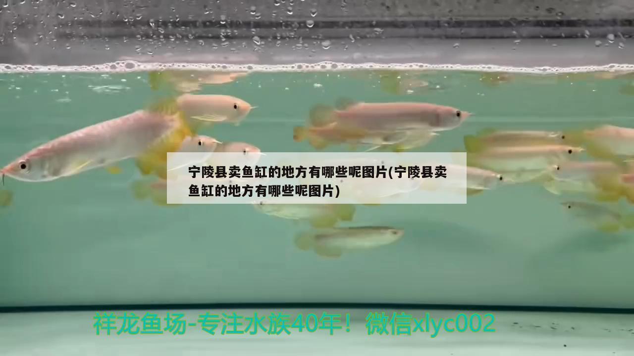 寧陵縣賣魚缸的地方有哪些呢圖片(寧陵縣賣魚缸的地方有哪些呢圖片)