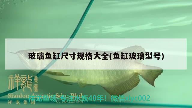 玻璃魚(yú)缸尺寸規(guī)格大全(魚(yú)缸玻璃型號(hào)) 稀有紅龍品種