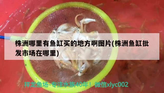 株洲哪里有魚(yú)缸買(mǎi)的地方啊圖片(株洲魚(yú)缸批發(fā)市場(chǎng)在哪里)