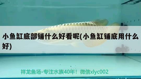 小魚(yú)缸底部鋪什么好看呢(小魚(yú)缸鋪底用什么好) 黑帝王魟魚(yú)