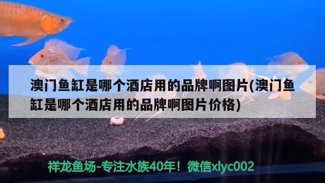 澳門魚缸是哪個酒店用的品牌啊圖片(澳門魚缸是哪個酒店用的品牌啊圖片價格) 印尼虎苗