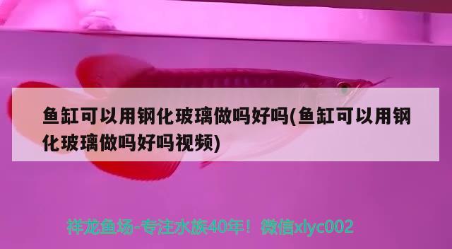 魚缸可以用鋼化玻璃做嗎好嗎(魚缸可以用鋼化玻璃做嗎好嗎視頻)