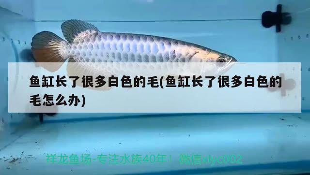 魚(yú)缸長(zhǎng)了很多白色的毛(魚(yú)缸長(zhǎng)了很多白色的毛怎么辦) 藍(lán)帆三間魚(yú)