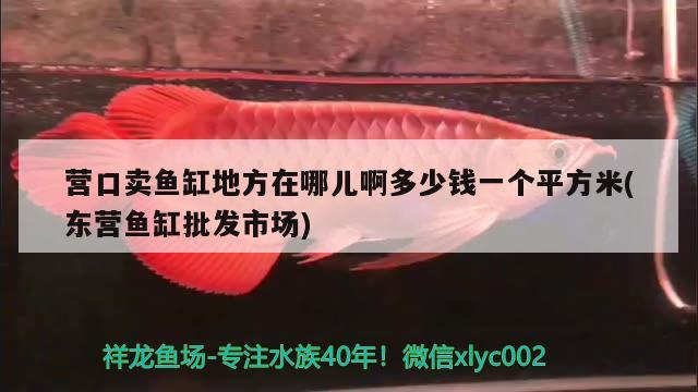 營口賣魚缸地方在哪兒啊多少錢一個平方米(東營魚缸批發(fā)市場)