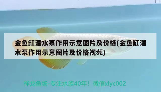 金魚缸潛水泵作用示意圖片及價格(金魚缸潛水泵作用示意圖片及價格視頻)