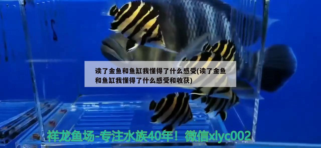 讀了金魚(yú)和魚(yú)缸我懂得了什么感受(讀了金魚(yú)和魚(yú)缸我懂得了什么感受和收獲) 羅漢魚(yú)批發(fā)