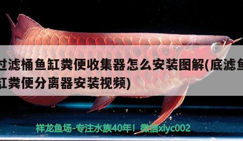 過濾桶魚缸糞便收集器怎么安裝圖解(底濾魚缸糞便分離器安裝視頻) 野生埃及神仙魚