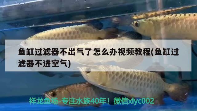 魚缸過濾器不出氣了怎么辦視頻教程(魚缸過濾器不進(jìn)空氣)