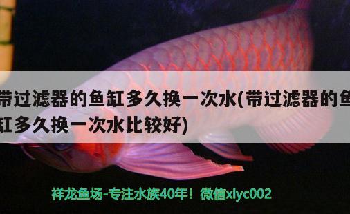 帶過濾器的魚缸多久換一次水(帶過濾器的魚缸多久換一次水比較好) 紅頭利魚