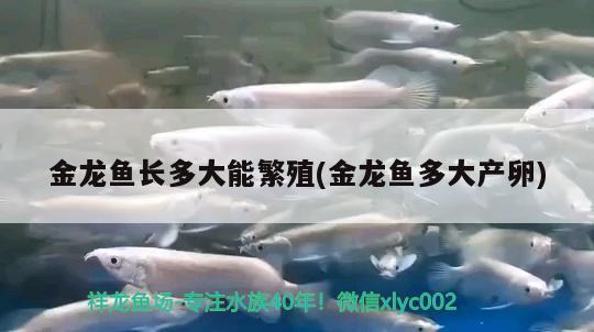 金龍魚長多大能繁殖(金龍魚多大產(chǎn)卵) 朱巴利魚