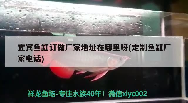 宜賓魚缸訂做廠家地址在哪里呀(定制魚缸廠家電話) 帝王迷宮魚