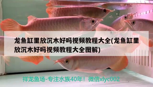 龍魚缸里放沉木好嗎視頻教程大全(龍魚缸里放沉木好嗎視頻教程大全圖解)