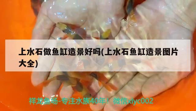 上水石做魚缸造景好嗎(上水石魚缸造景圖片大全)