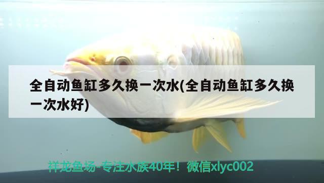 全自動魚缸多久換一次水(全自動魚缸多久換一次水好) 過濾設(shè)備