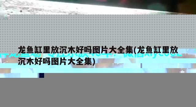 龍魚缸里放沉木好嗎圖片大全集(龍魚缸里放沉木好嗎圖片大全集) 觀賞魚魚苗