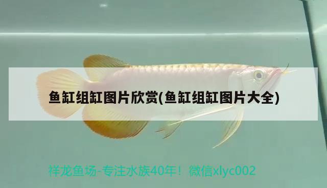 魚缸組缸圖片欣賞(魚缸組缸圖片大全) 豹紋夫魚苗