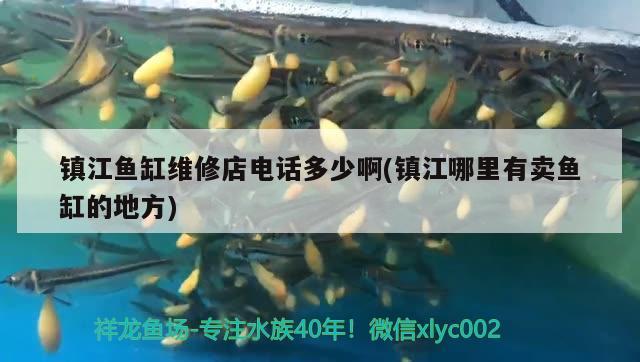 鎮(zhèn)江魚(yú)缸維修店電話多少啊(鎮(zhèn)江哪里有賣魚(yú)缸的地方) 廣州水族批發(fā)市場(chǎng)