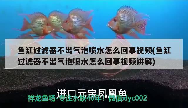 魚(yú)缸過(guò)濾器不出氣泡噴水怎么回事視頻(魚(yú)缸過(guò)濾器不出氣泡噴水怎么回事視頻講解) 白子銀龍苗（黃化銀龍苗）