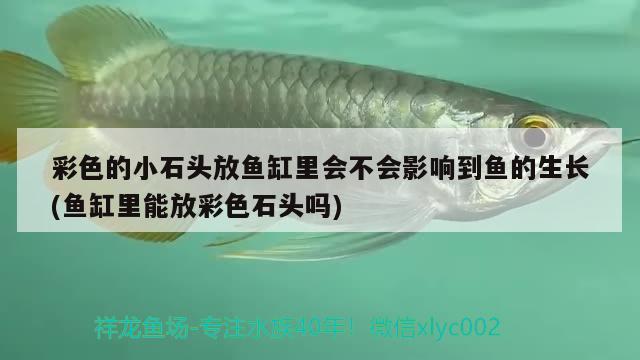 彩色的小石頭放魚缸里會不會影響到魚的生長(魚缸里能放彩色石頭嗎) 銀龍魚苗