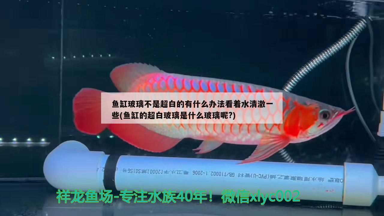 魚(yú)缸玻璃不是超白的有什么辦法看著水清澈一些(魚(yú)缸的超白玻璃是什么玻璃呢?)