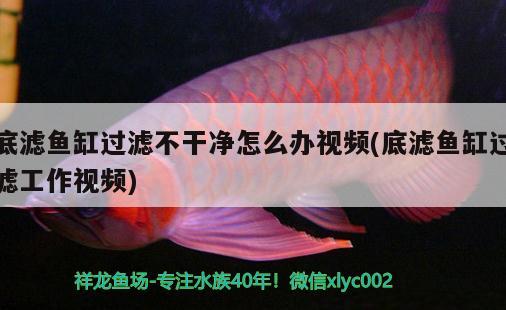 底濾魚缸過濾不干凈怎么辦視頻(底濾魚缸過濾工作視頻) 魚缸百科