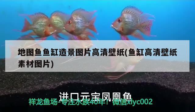 地圖魚魚缸造景圖片高清壁紙(魚缸高清壁紙素材圖片) 觀賞魚水族批發(fā)市場(chǎng)