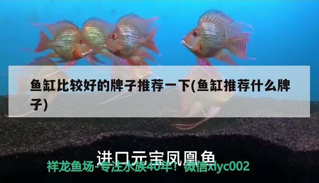 魚缸比較好的牌子推薦一下(魚缸推薦什么牌子) 銀河星鉆魚