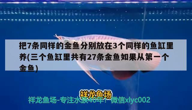 把7條同樣的金魚分別放在3個(gè)同樣的魚缸里養(yǎng)(三個(gè)魚缸里共有27條金魚如果從第一個(gè)金魚) 粗線銀版魚苗