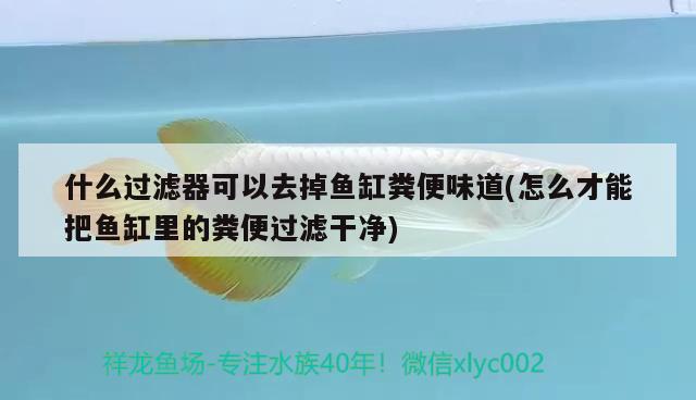 什么過濾器可以去掉魚缸糞便味道(怎么才能把魚缸里的糞便過濾干凈) 印尼虎苗