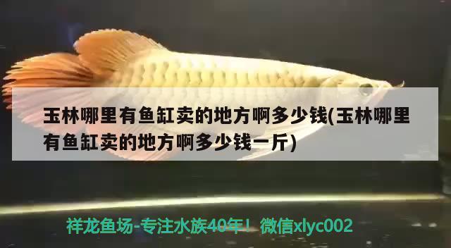 玉林哪里有魚缸賣的地方啊多少錢(玉林哪里有魚缸賣的地方啊多少錢一斤) 觀賞魚企業(yè)目錄