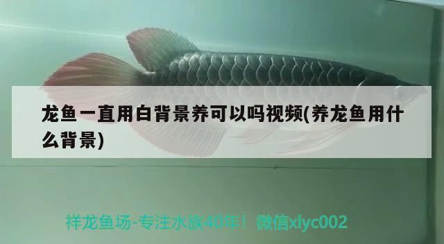 龍魚(yú)一直用白背景養(yǎng)可以嗎視頻(養(yǎng)龍魚(yú)用什么背景) 胭脂孔雀龍魚(yú)