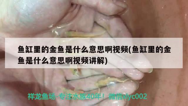 魚缸里的金魚是什么意思啊視頻(魚缸里的金魚是什么意思啊視頻講解) 大嘴鯨魚