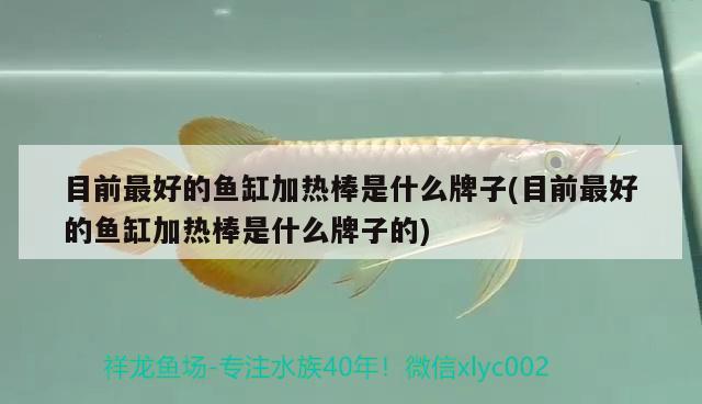 目前最好的魚(yú)缸加熱棒是什么牌子(目前最好的魚(yú)缸加熱棒是什么牌子的) 薩伊藍(lán)魚(yú)